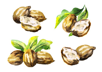 Shea nuts set. Watercolor  illustration