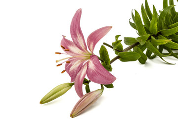 Flower of a pink lily, isolated on white background