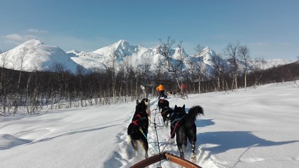 Dog Sledding Tromso, Norway