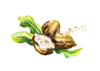 Shea nuts with butter and green leaves. Watercolor hand-drawn illustration