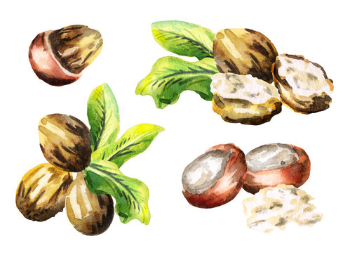 Shea nuts and butter set. Watercolor hand-drawn illustration
