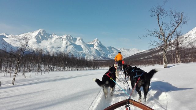 Dog Sledding Tromso, Norway