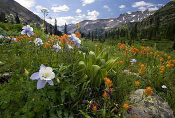 Columbine, Indian paintbrush and other wildflowers, Yankee Boy Basin, near Ouray, Colorado.