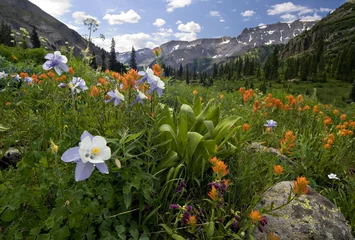 Foto op Canvas Columbine, Indian paintbrush and other wildflowers, Yankee Boy Basin, near Ouray, Colorado. © Glenn