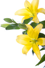 Lilies isolated over white background