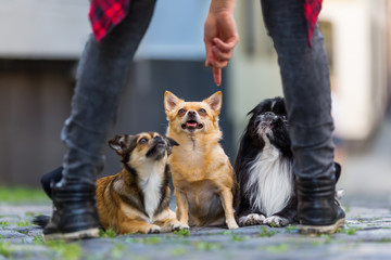young woman gives a command to three small dogs