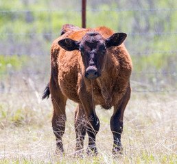 Brown Calf