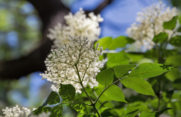Blooming elder closeup