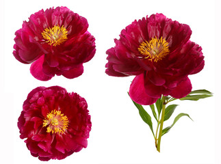 Set of three views of a red peony isolated on white background.