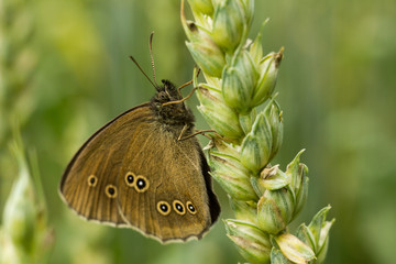 The ringlet - Aphantopus hyperantus