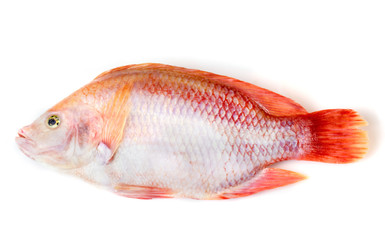 Ruby fish on a white background