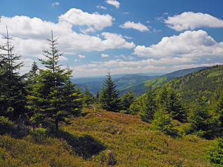 young spruce tree forest in Jeseniky mountain Czech Republic - summer blue sky