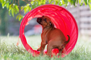 rhodesian ridgeback puppy in a gaming tunnel