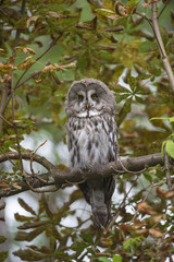 Une chouette lapone perchée dans un abre. Strix nebulosa.
