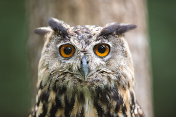 Portrait de hibou. Bubo bubo.