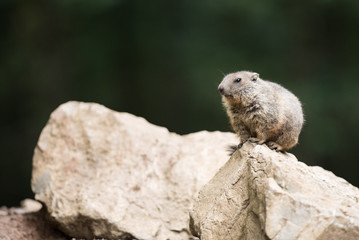 Naklejka na ściany i meble Un marmotton sur un rocher. Marmota marmota.