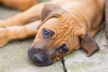 rhodesian ridgeback puppy lies on the floor