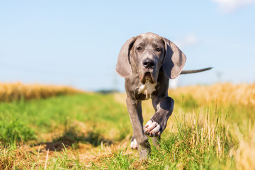 great dane puppy runs on a country path