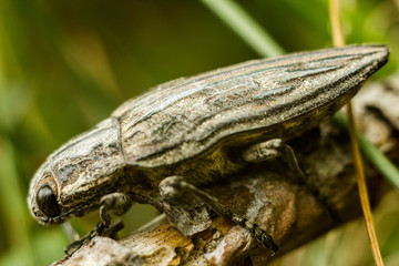 The Pine-borer - Chalcophora mariana