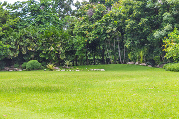 grass Leaves and trees in the garden Ecological Nature creates balance.