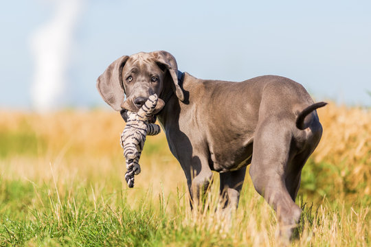 great dane puppy with a soft toy in the snout
