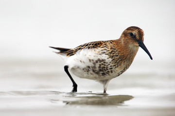 The dunlin (calidris alpina) in the shallows lagoon