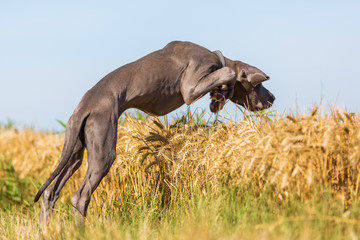 great dane puppy jumps in a corn field