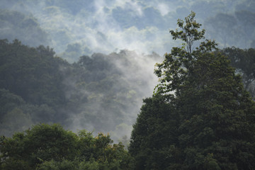 nature landscape view of tropical rain forest, Khao Yai National Park, Thailand