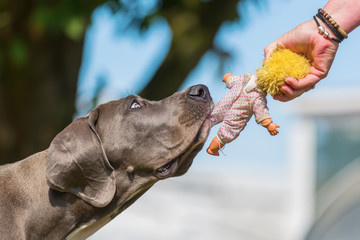great dane puppy pulls at a puppet
