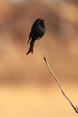 Fork-tailed drongo ((Dicrurus adsimilis) sitting on a thin branch at sunset with an orange background