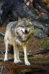 Naklejka na ściany i meble The gray wolf or grey wolf (Canis lupus) standing in the forest