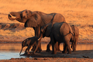 Fototapeta na wymiar The african bush elephant (Loxodonta africana) group of the elephants by the waterhole at sunset