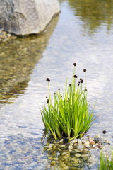 Plants used at natural swimming pond for purifying water