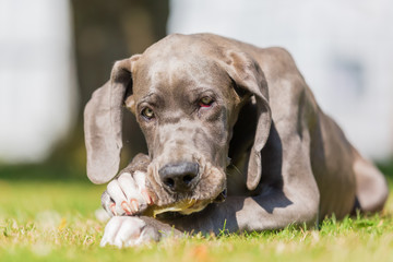 great dane puppy chews at a pig's ear