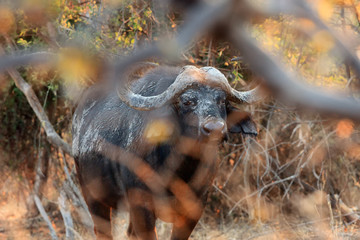 The African buffalo or Cape buffalo (Syncerus caffer) is hiding in thickets - a dangerous situation while walking through the bush