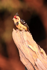 The crested barbet (Trachyphonus vaillantii) sitting on a dry branch at sunrise