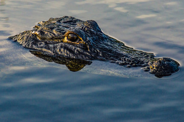 Alligator floating in Everglades swamp.