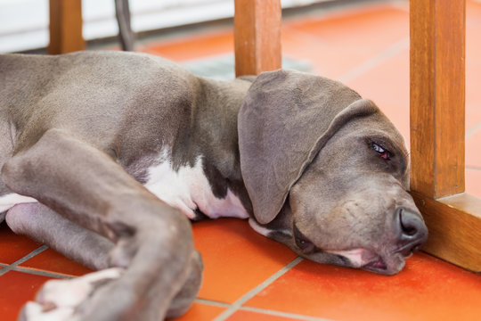 great dane puppy lies on the floor
