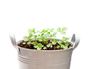 Young  sapling sprout of wild alpine strawberry isolated on white. Grown from seeds.