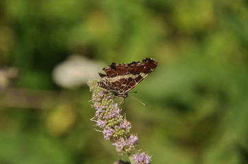 The map (Araschnia levana)