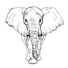 Obraz premium Szkic piórem Widok z przodu słonia afrykańskiego