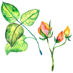 Wildflower rose flower in a watercolor style isolated. Full name of the plant: rose. Aquarelle wild flower for background, texture, wrapper pattern, frame or border.