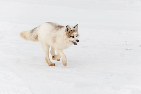 Red Marble Fox (Vulpes vulpes) Runs Right