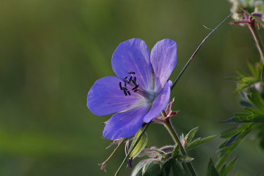 Stochenschnabel - Wiesenblume