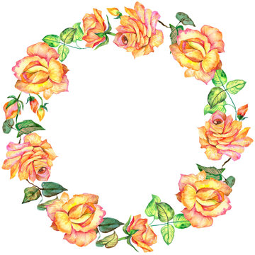 Wildflower rose flower wreath in a watercolor style. Full name of the plant: rose. Aquarelle wild flower for background, texture, wrapper pattern, frame or border.