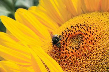 Wunderschöne Sonnenblume mit einer Biene