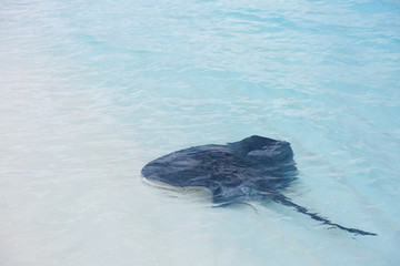 Exotic ray fish at sea resort © Africa Studio