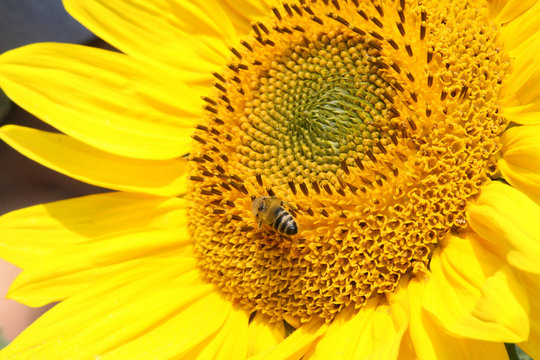 Wunderschöne Sonnenblume mit einer Biene