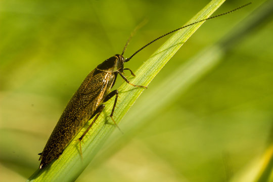 Forest Cockroach - Ectobius sylvestris