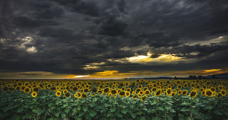 Naklejka premium sunflowers